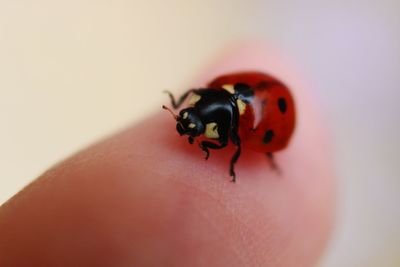 Close-up of ladybug on hand