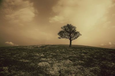 Silhouette of trees on landscape against cloudy sky