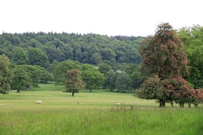 Trees on field against clear sky