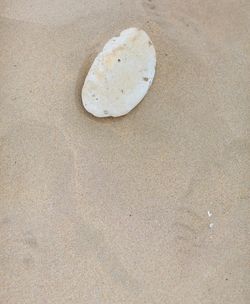 Close-up of seashell on sand at beach