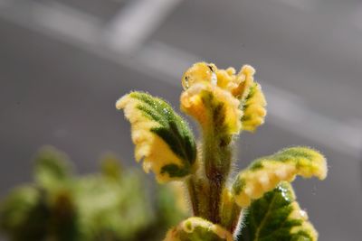 Close-up of yellow flower buds