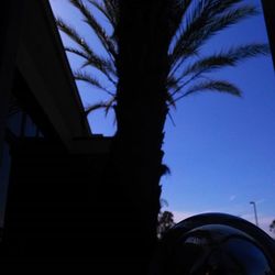 Low angle view of palm trees against blue sky