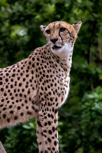 View of a cat on land