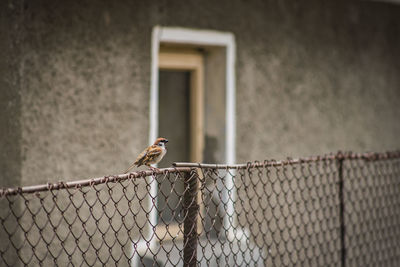 Bird perching on fence against wall