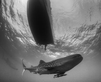 Whale shark swimming underwater next to boat