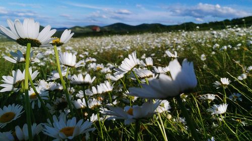 Close-up of white crocus flowers blooming on field
