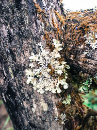 Close-up of lichen on tree trunk