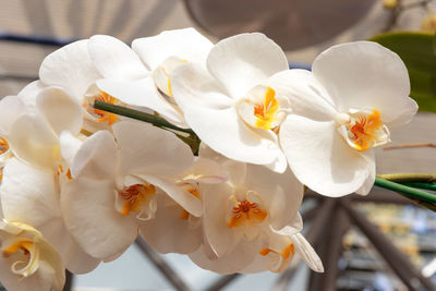 Close-up of white orchids