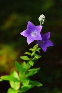 Close-up of purple flowers blooming