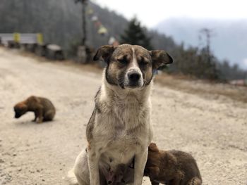 Portrait of a dog on field