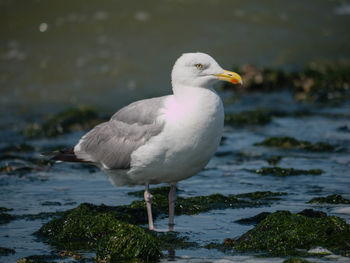 Close-up of bird perching on lake