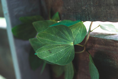 Close-up of green leaves