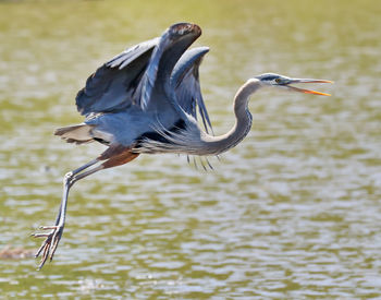 High angle view of gray heron flying over lake