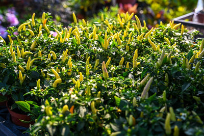 Close-up of purple flowering plants on field