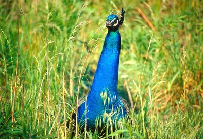 Peacock in the field