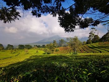 Scenic view of agricultural field against sky