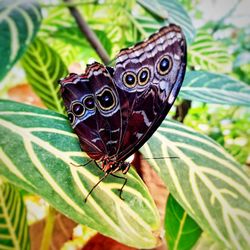 Close-up of butterfly on leaves