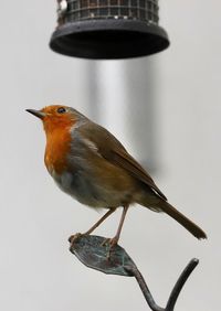 Close-up of bird perching on a feeder