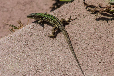 Close-up of lizard on tree