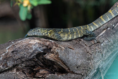 Close-up of lizard on rock