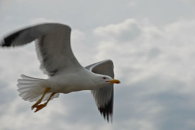 Low angle view of seagull flying