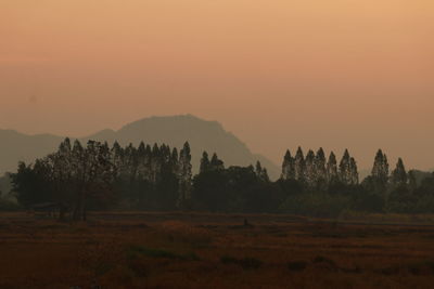 Trees on field against sky during sunset