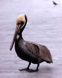Pelican on field