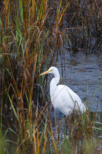 Bird in a lake