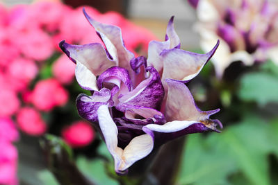 Close-up of pink rose flower