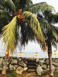 Palm tree by sea against sky