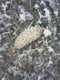 High angle view of snow on tree