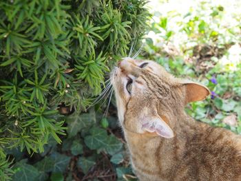 Close-up of a cat against plants