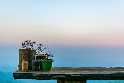 Potted plant against sky at sunset