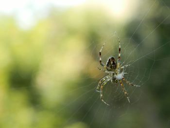 Close-up of spider on web