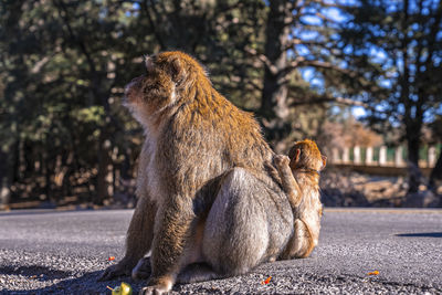 Brown baby monkey on mothers back sitting beside road at zoo in sunlight