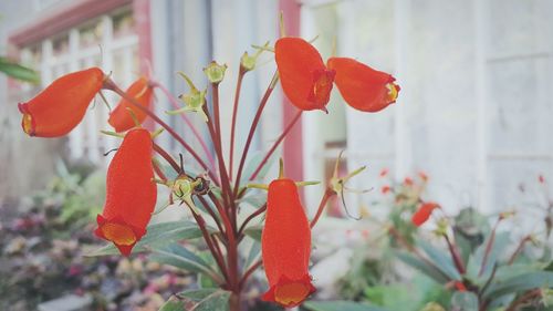 Close-up of red flowers against blurred background