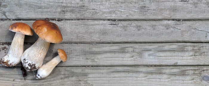 Close-up of mushrooms on wooden log