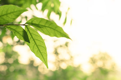 Close-up of fresh green plant