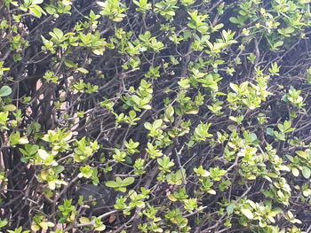 Full frame shot of ivy growing on field