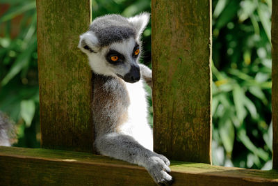 Close-up of lemur sitting outdoors