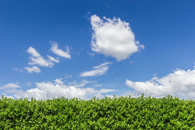 Low angle view of fresh green field against sky