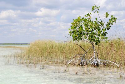 Plants growing on land against sky