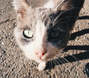 Close-up portrait of a cat