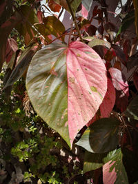 Close-up of autumnal leaves