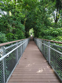 Narrow footbridge along trees in forest