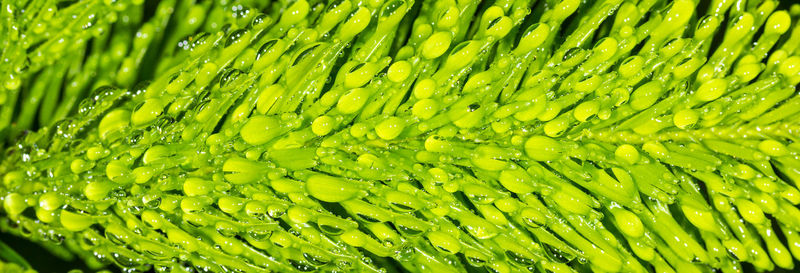 Full frame shot of wet green leaves