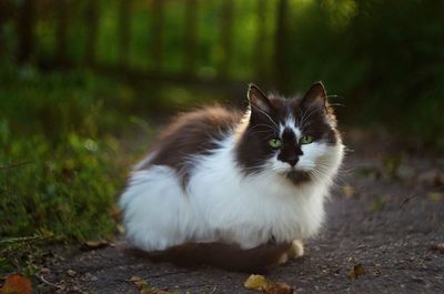 Close-up portrait of cat