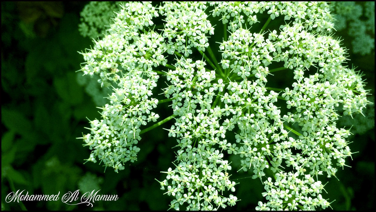 CLOSE-UP VIEW OF PLANT