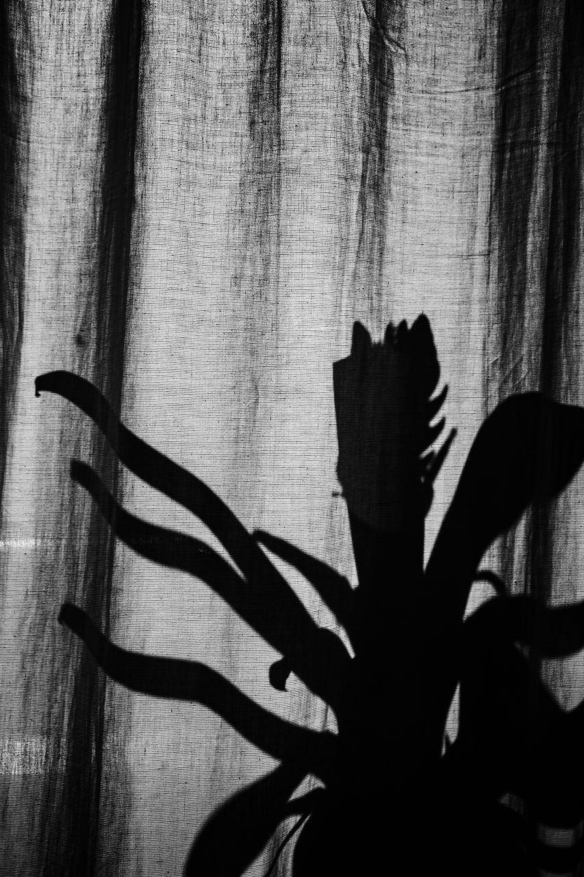 CLOSE-UP OF SHADOW ON PLANT