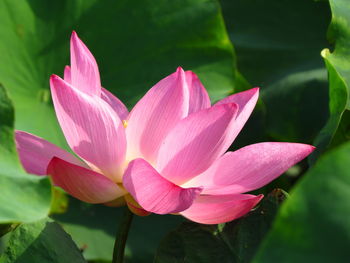 Close-up of pink lotus in pond